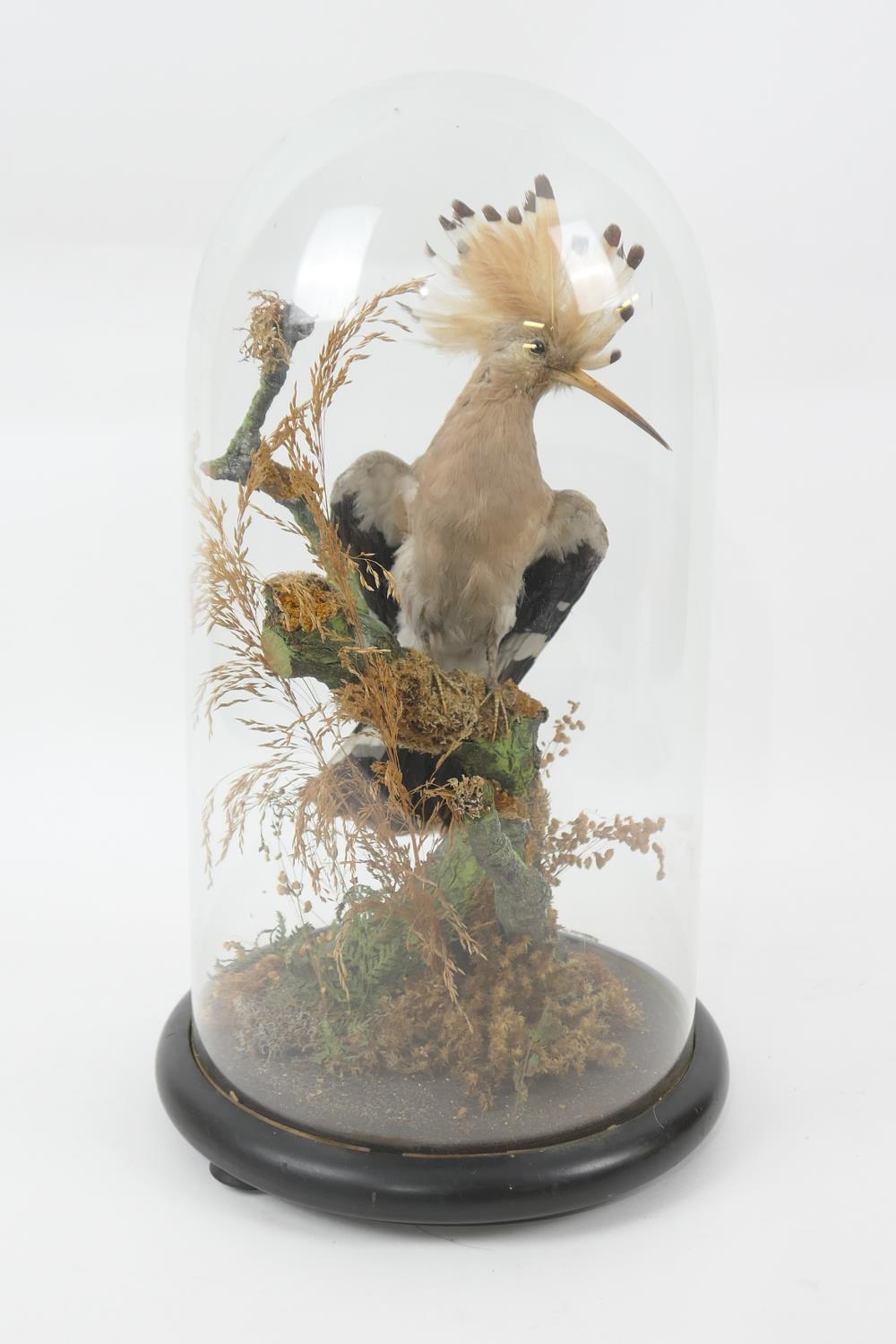 Taxidermy Hoopoe, perched on a branch, presented beneath a glass dome on a wooden base, height 41cm