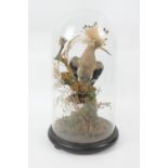 Taxidermy Hoopoe, perched on a branch, presented beneath a glass dome on a wooden base, height 41cm
