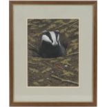 Simon Turvey (b. 1957), Badger emerging from a sett, watercolour, signed and dated 1981, 32.5cm x