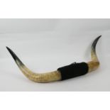 Pair of ox horns, 120cm spread