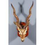 Two Taxidermy Gazelle Heads, mounted on wooden shields, 24.5ins and 25.5ins