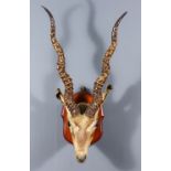 A Taxidermy Gazelle Head, mounted on a wooden shield, 23ins, and two gazelle upper skull and