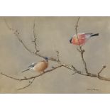 ***John Murray Thompson (1885-1974) - Watercolour - Two bullfinches perched on branches, signed,