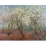 J. D. MacKenzie - Oil painting - Blossom trees, signed, 19.5ins x 26ins, unframed