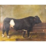 Julius von Blaas (1845-1922) - Oil painting - "A Holstein Bull in a Barn", signed and dated 1877,