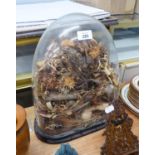 A GLASS DOME OVER A DISPLAY OF DRIED GRASSES