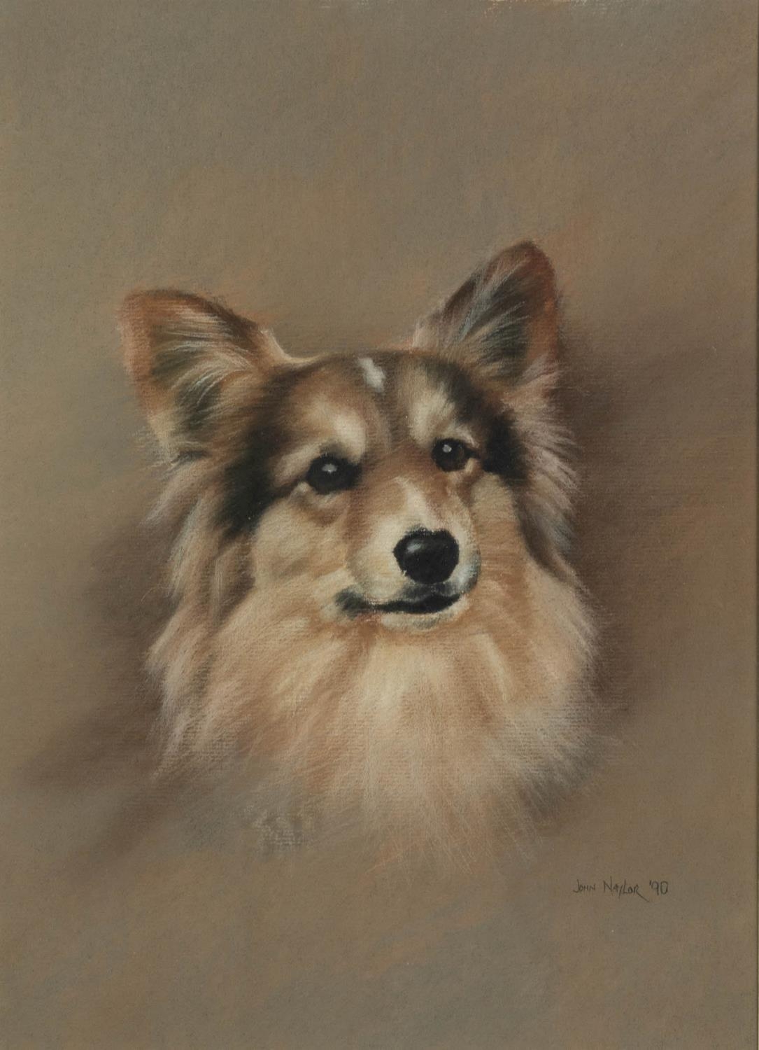 JOHN NAYLOR (b.1960) PASTEL DRAWING ON GREY PAPER Head portrait of a dog Signed and dated (19)90
