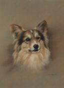 JOHN NAYLOR (b.1960) PASTEL DRAWING ON GREY PAPER Head portrait of a dog Signed and dated (19)90