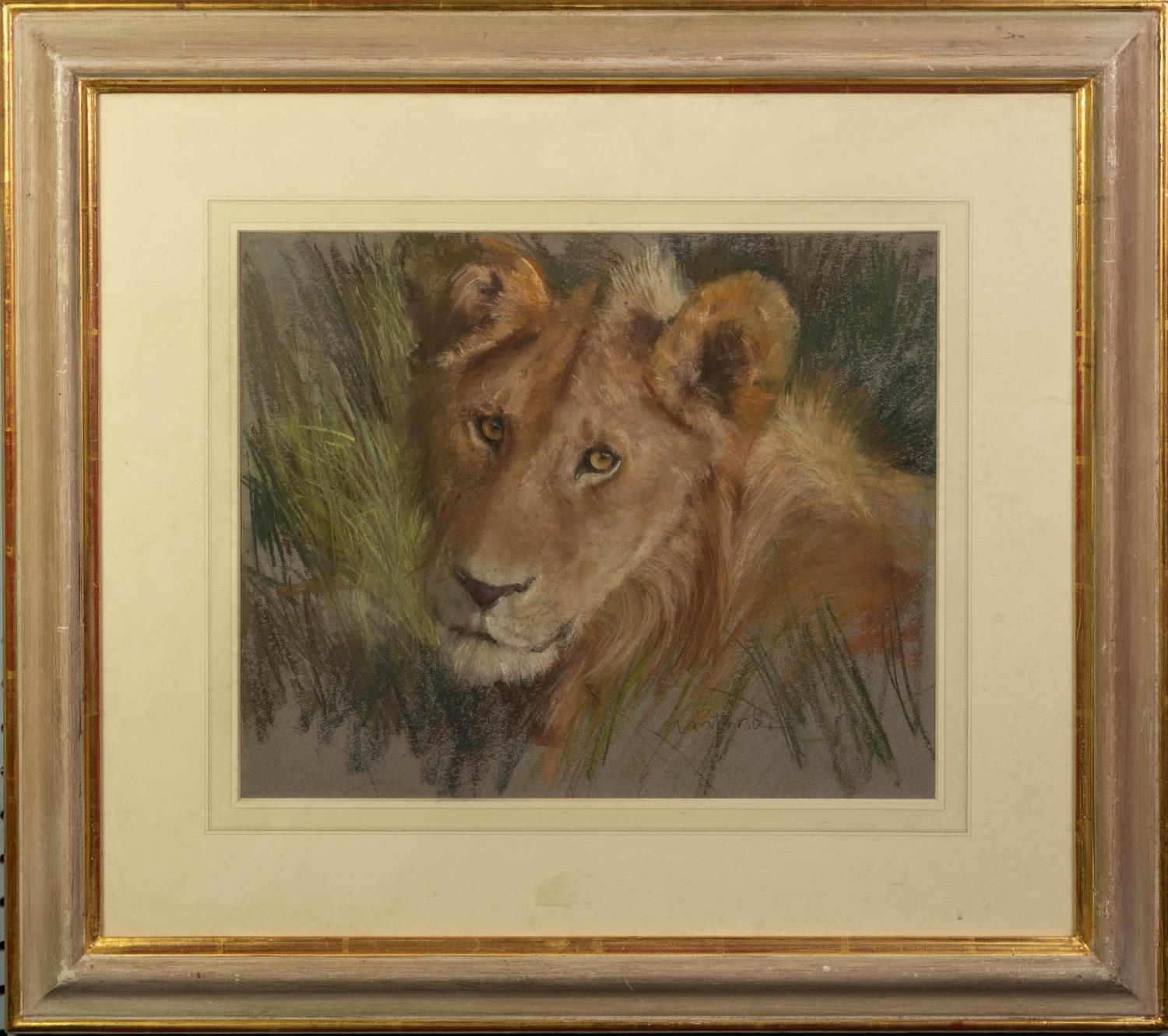 NEIL FORSTER (1940-2016) PASTEL DRAWING ?Masai Mara? head of a lioness Signed, titled to Petley Fine - Image 2 of 2