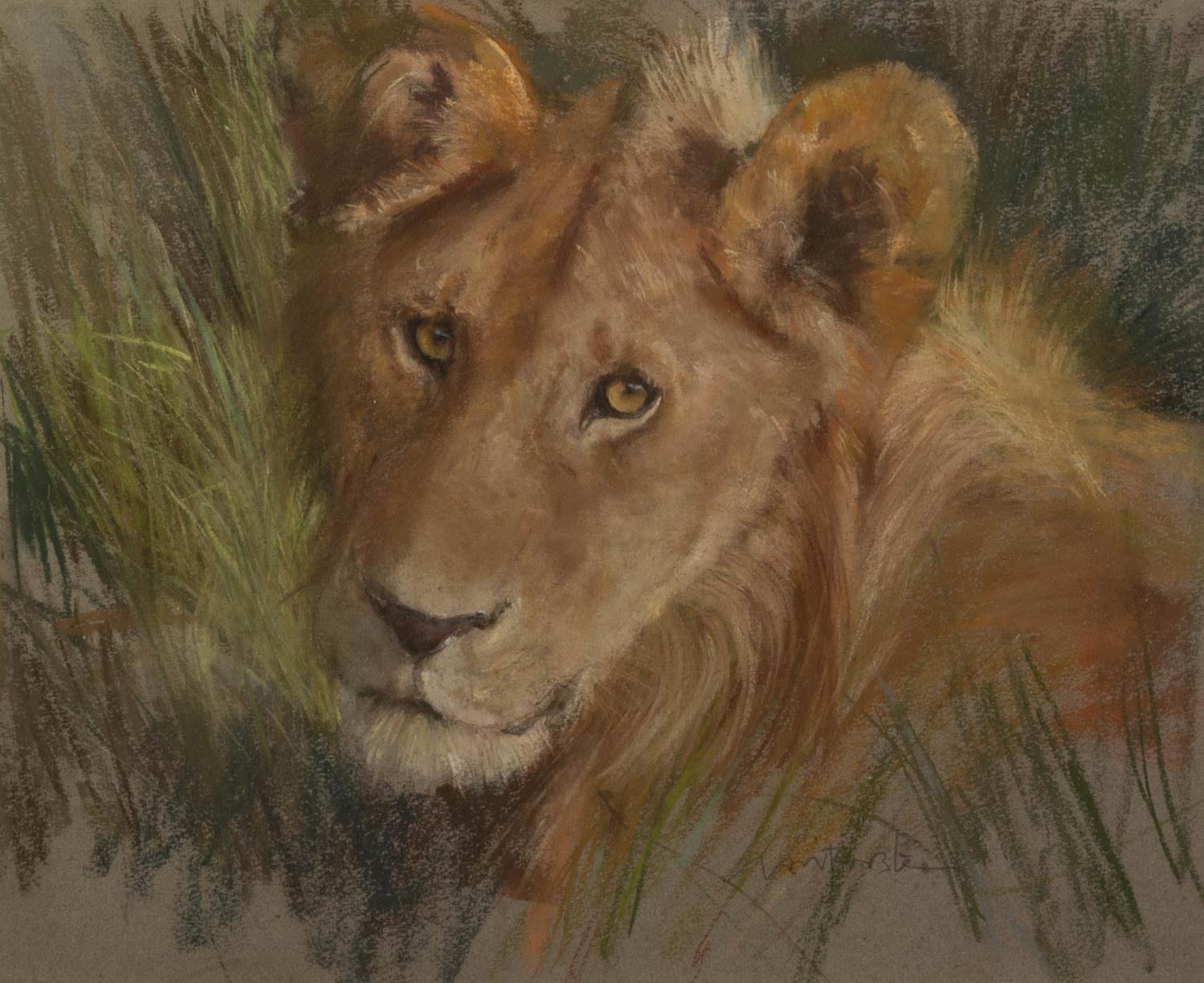 NEIL FORSTER (1940-2016) PASTEL DRAWING ?Masai Mara? head of a lioness Signed, titled to Petley Fine