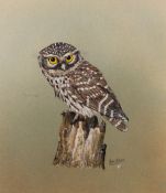 JOHN STRAW (TWENTIETH/ TWENTY FIRST CENTURY) GOUACHE DRAWING ON COLOURED PAPER ?Little Owl?