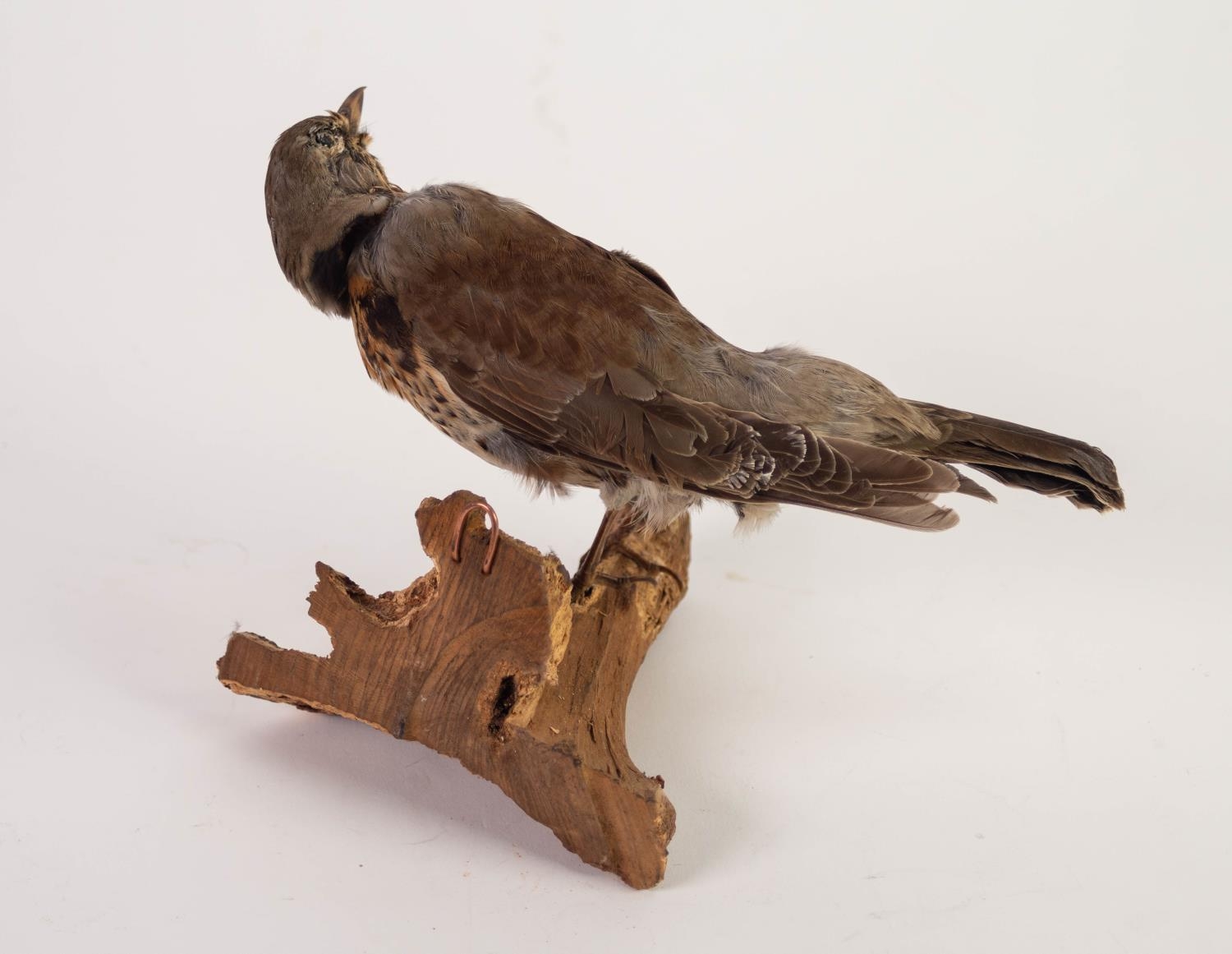 TAXIDERMY- THRUSH, modelled perched on a branch, 6? (15.2m) high, 10? (25.4cm) long - Image 2 of 2