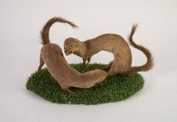 TAXIDERMY- TWO FIGHTING MONGOOSES, on faux grass oval base, 13? x 7 ½? (33cm x 19cm)