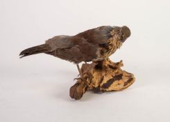 TAXIDERMY- THRUSH, modelled perched on a branch, 6? (15.2m) high, 10? (25.4cm) long