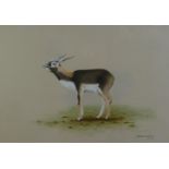 STEPHEN GRAYFORD (b.1951) WATERCOLOUR ON BUFF PAPER 'Black Buck' Signed and dated (19)76 lower