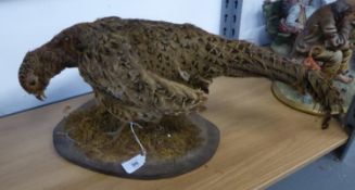 TAXIDERMIC SPECIMEN OF A HEN PHEASANT ON WOODEN BASE