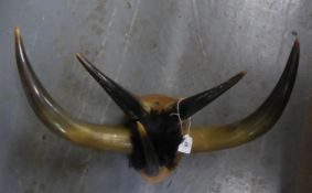 AN ARRANGEMENT OF BUFFALO HORNS WITH FUR MOUNT