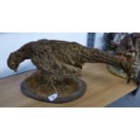 TAXIDERMIC SPECIMEN OF A HEN PHEASANT ON WOODEN BASE