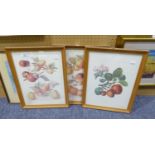 A SET OF THREE COLOUR PRINTS, SPECIMENS OF APPLES (3)