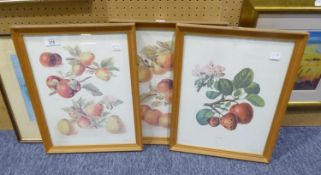 A SET OF THREE COLOUR PRINTS, SPECIMENS OF APPLES (3)