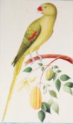 SET OF FOUR POST-WAR REPRODUCTION ORNITHOLOGICAL COLOUR PRINTS, in ornate ebonised and gilt open