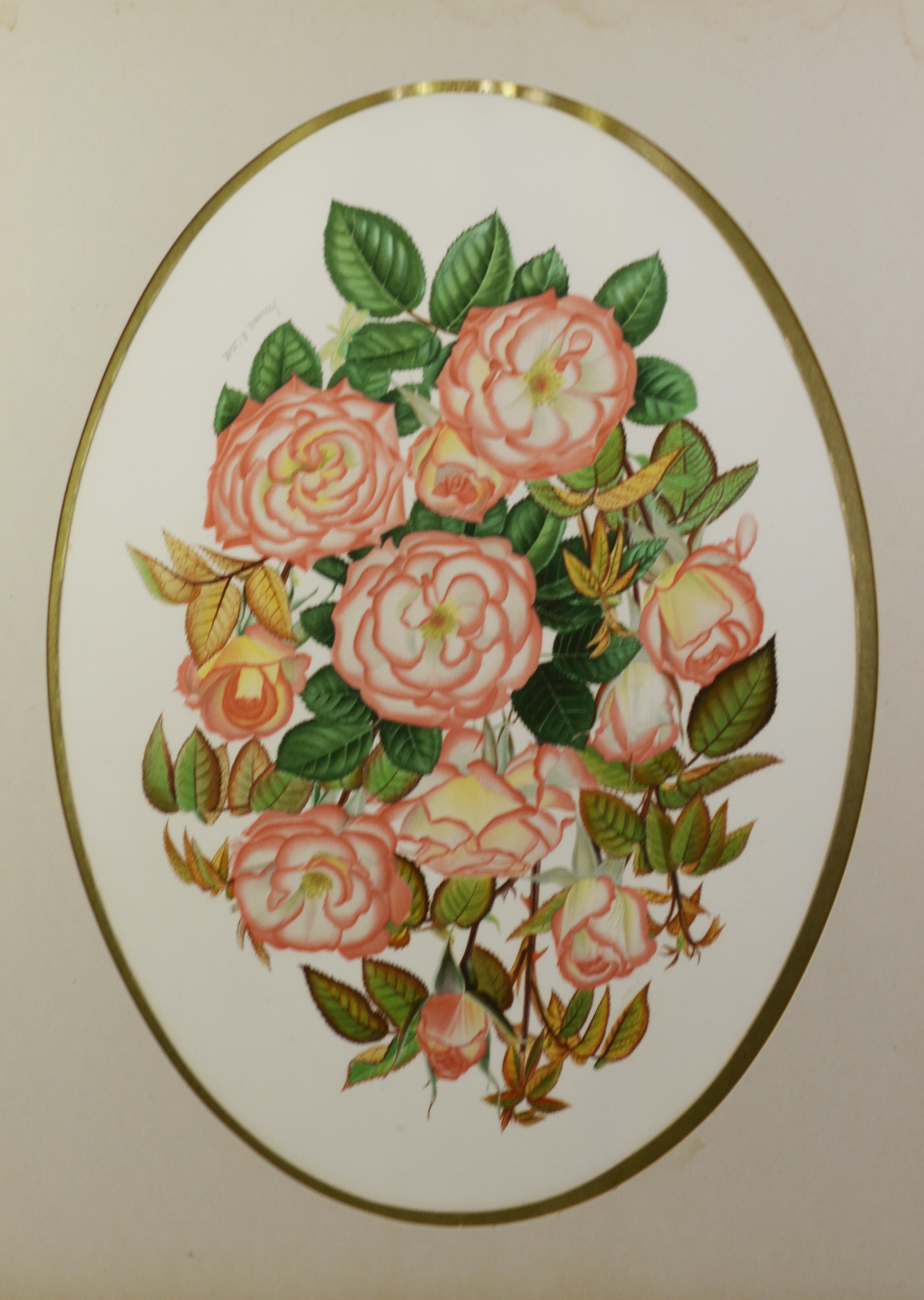JOANNA A LOWE SET OF FOUR ARTIST SIGNED COLOUR PRINTS Specimen roses 19? x 14? (48.2cm x 35.6cm), - Image 3 of 4