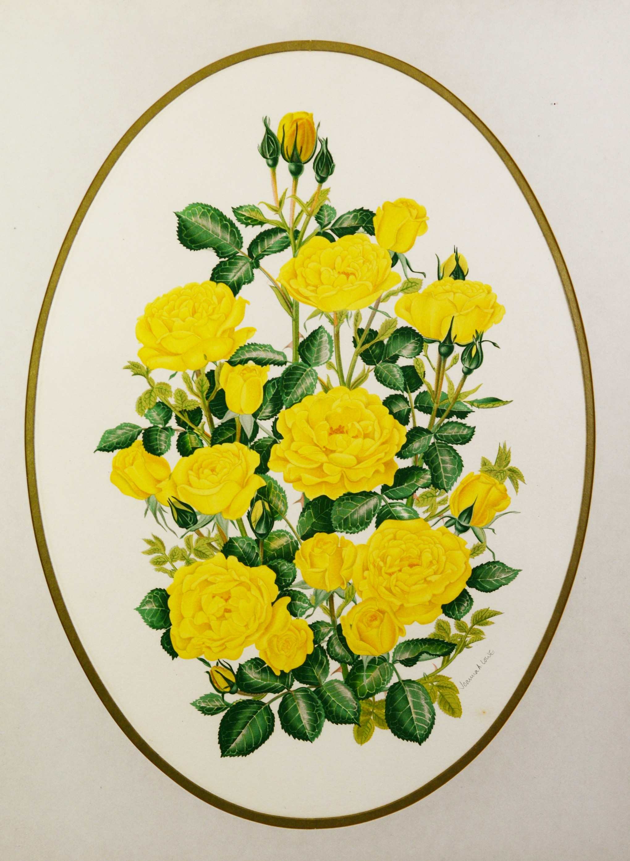 JOANNA A LOWE SET OF FOUR ARTIST SIGNED COLOUR PRINTS Specimen roses 19? x 14? (48.2cm x 35.6cm),