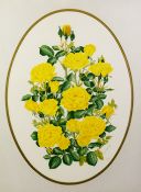 JOANNA A LOWE SET OF FOUR ARTIST SIGNED COLOUR PRINTS Specimen roses 19? x 14? (48.2cm x 35.6cm),