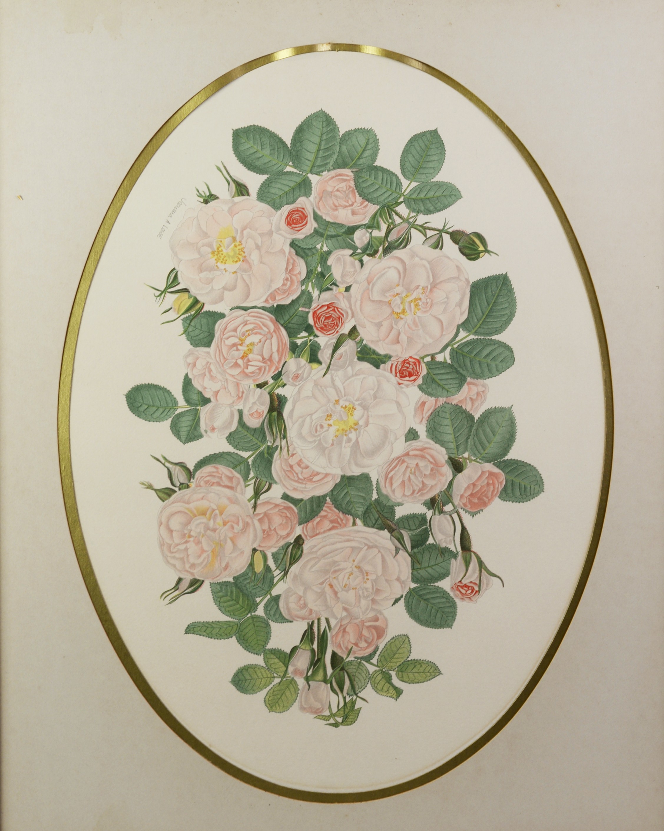 JOANNA A LOWE SET OF FOUR ARTIST SIGNED COLOUR PRINTS Specimen roses 19? x 14? (48.2cm x 35.6cm), - Image 4 of 4