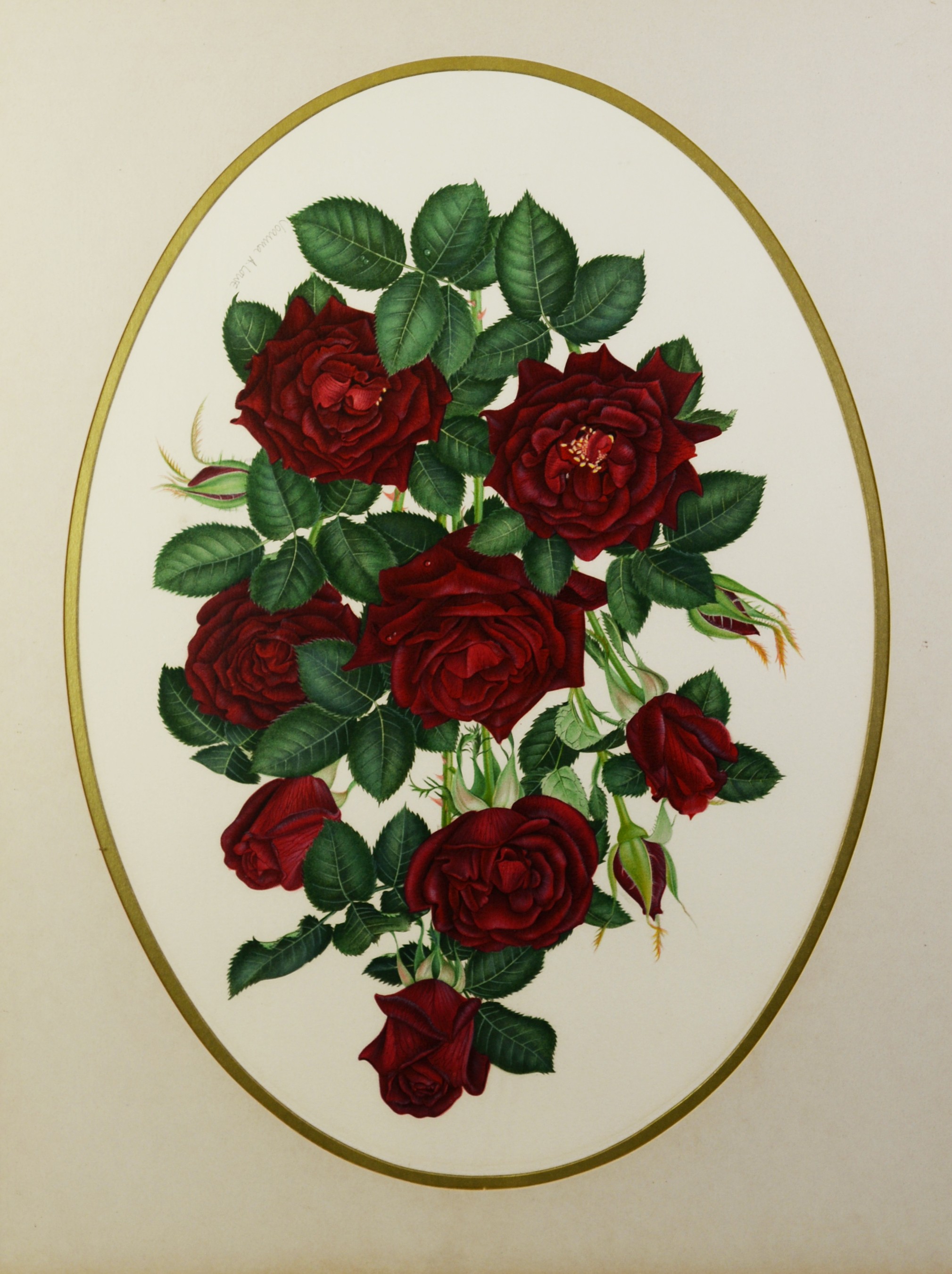 JOANNA A LOWE SET OF FOUR ARTIST SIGNED COLOUR PRINTS Specimen roses 19? x 14? (48.2cm x 35.6cm), - Image 2 of 4