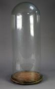 LATE VICTORIAN TALL GLASS DOME on plush covered wooden base, 25" (63.5cm) high overall