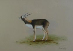 STEPHEN GRAYFORD (b.1951) WATERCOLOUR ON BUFF PAPER 'Black Buck' Signed and dated (19)76 lower