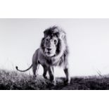 ANUP SHAH (MODERN) ARTIST SIGNED LIMITED EDITION BLACK AND WHITE PHOTOGRAPHIC PRINT ‘Hunter’ (34/