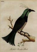 FOUR HAND-COLOURED 19th CENTURY COPPERPLATE ENGRAVED ORNITHOLOGICAL BOOKPLATE ILLUSTRATIONS of