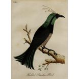 FOUR HAND-COLOURED 19th CENTURY COPPERPLATE ENGRAVED ORNITHOLOGICAL BOOKPLATE ILLUSTRATIONS of