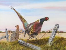 VICTOR SHARPE (TWENTIETH/ TWENTY FIRST CENTURY) WATERCOLOUR DRAWING ‘Let’s Go- Ringnecked Pheasants’