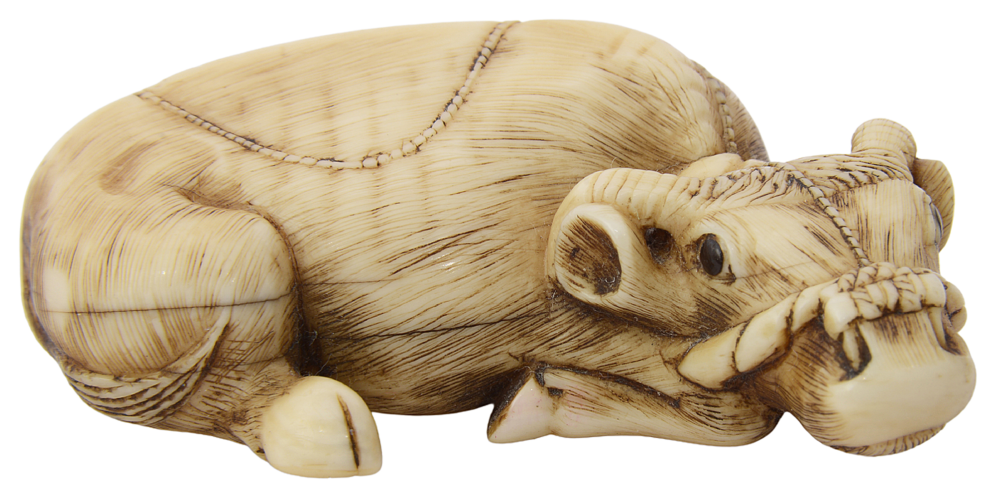 A Japanese ivory netsuke of a buffalo