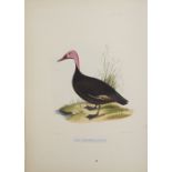 Jerdon's Illustrations of Indian Ornithology, 1847