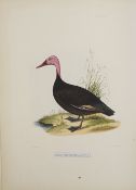 Jerdon's Illustrations of Indian Ornithology, 1847