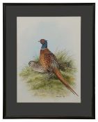 Frances Fry, 'Common pheasants' watercolour
