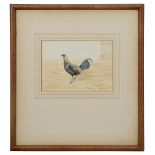 Richard Harrison, Study of an Old English Game fowl, watercolour