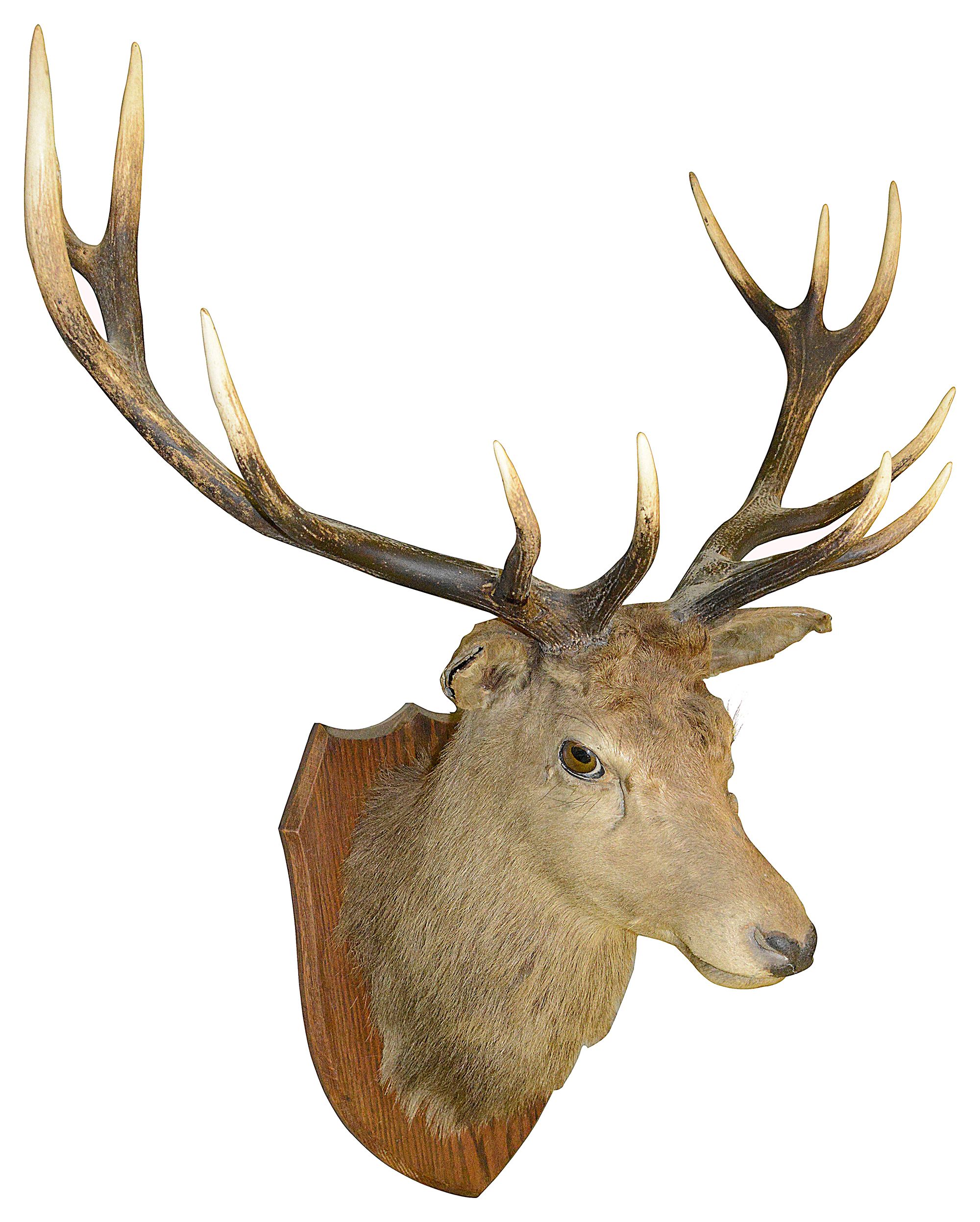 Taxidermy: An early 20th century twelve point stags head - Image 2 of 2