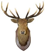 Taxidermy: An early 20th century twelve point stags head