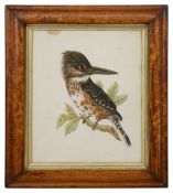 A 19th century coloured print of Belted Kingfisher and two other prints