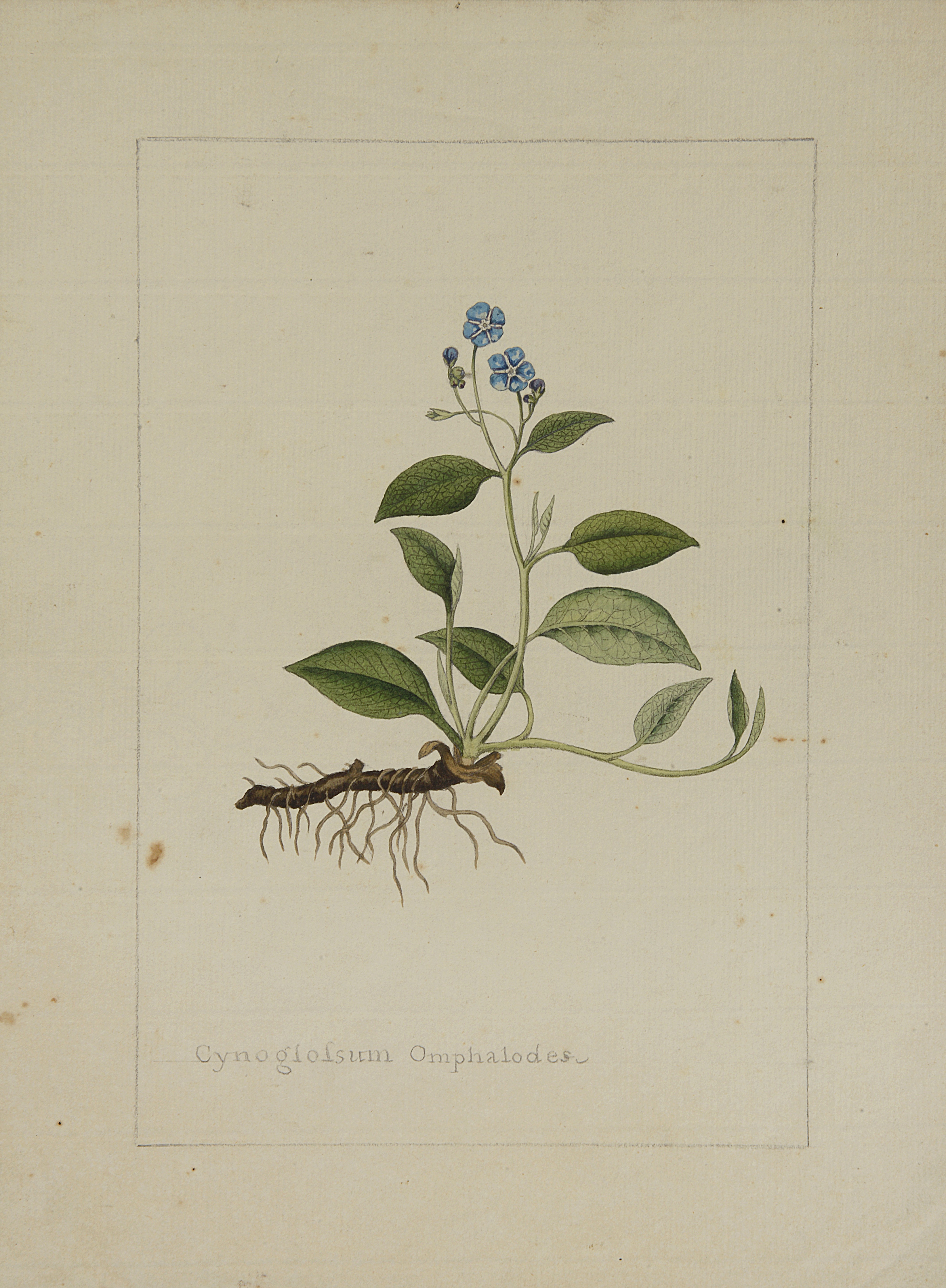Sydenham Edwards (British, 1768-1819) A botanical study of a Blue Navelwort
