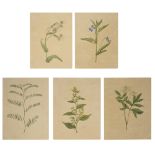 Five botanical studies from the collection of William Curtis (1746-1799)