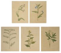 Five botanical studies from the collection of William Curtis (1746-1799)