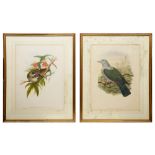 John Gould (H.C. Richter) and William Hart: Two ornithological handcoloured lithographs