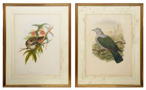 John Gould (H.C. Richter) and William Hart: Two ornithological handcoloured lithographs