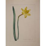 A botanical study of Narcissus from the collection of William Curtis (1746-1799),